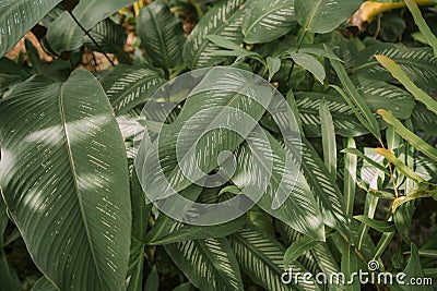 Pin stripe plant in Queen Sirikit botanical garden in Chaing Mai Stock Photo