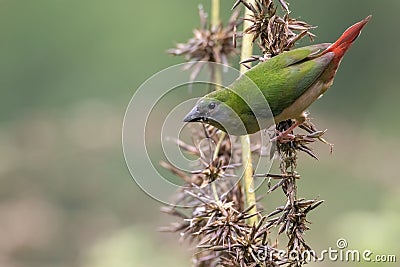 Pin-tailed Parrot finch bird in nature Stock Photo