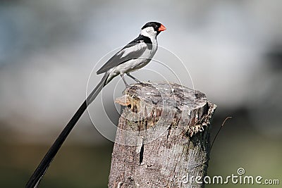 Pin-tailed Whydah Stock Photo