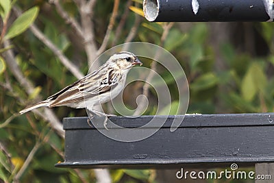 Female Pin tailed whydah Stock Photo