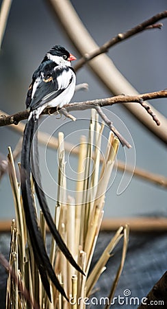 Pin-tailed whydah Stock Photo