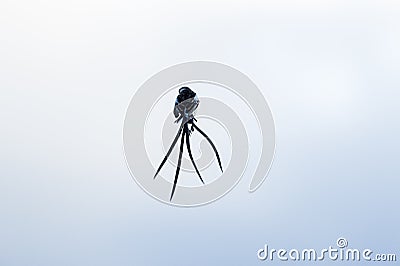 Pin-tailed whydah Vidua macroura , with black back and crown, with four very long curved black feathers in tail Cartoon Illustration