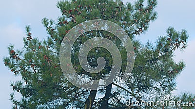 Pinaceae Family. Pinus. Pine Branches Swaying In The Wind. Static. Stock Photo