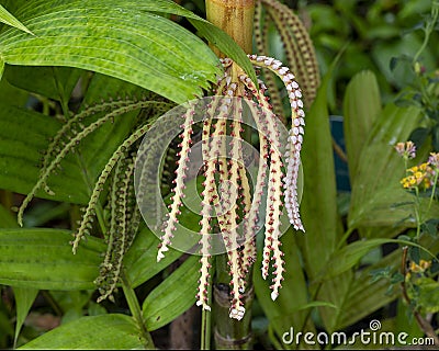 Pinanga Caesia in the Fort Worth Botanic Garden in Texas. Stock Photo