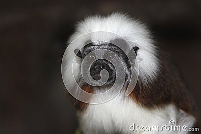 PINCHE saguinus oedipus Stock Photo