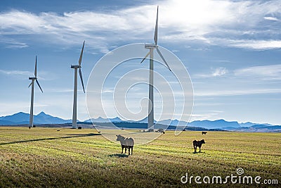 Pincher Creek Alberta Canada. October 17 2022: Cattle graze with Vestas Windmills producing sustainable energy Editorial Stock Photo