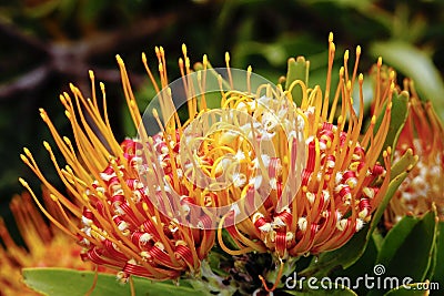 Pincushion flower Stock Photo