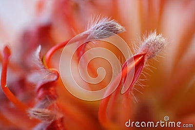 Pincushion Protea Stock Photo