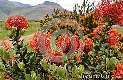 Pincushion protea Stock Photo