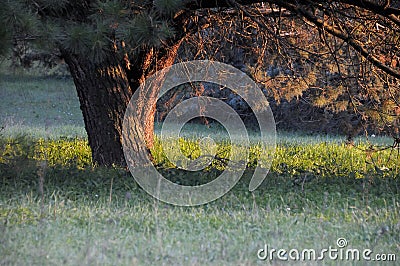 Pine Stock Photo