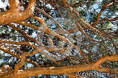 Pine against the blue sky Stock Photo