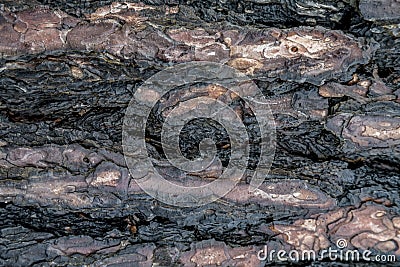The pine bark, as if cut by deep grooves resembling scars Stock Photo
