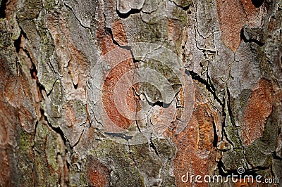 Pine bark Stock Photo