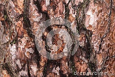 Pine bark Stock Photo