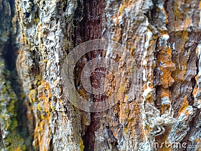 Pine Bark moss Stock Photo