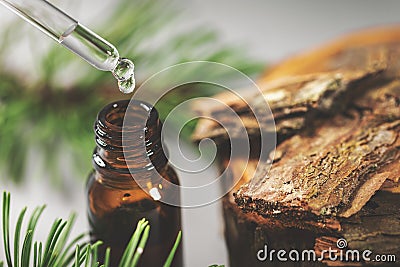 Pine bark tincture dripping from glass pipette Stock Photo