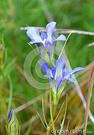 Pine Barrens Gentians Stock Photo