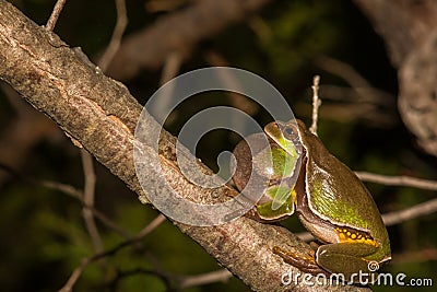 Pine Barrens Treefrog Stock Photo