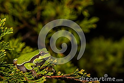 Pine Barrens Treefrog Stock Photo