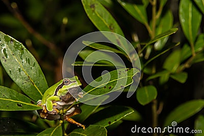 Pine Barrens Treefrog Stock Photo