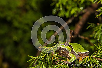 Pine Barrens Treefrog Stock Photo
