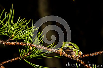 Pine Barrens Treefrog Stock Photo