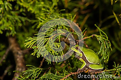 Pine Barrens Treefrog Stock Photo