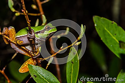 Pine Barrens Treefrog Stock Photo