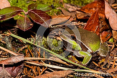 Pine Barrens Treefrog Stock Photo