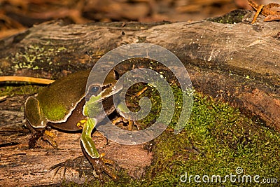 Pine Barrens Treefrog Stock Photo