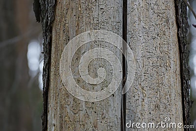 Pine beetle bark beetles have gnawed at the tree Stock Photo