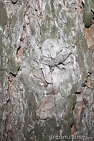 Pine beetle sitting on the pine. Stock Photo