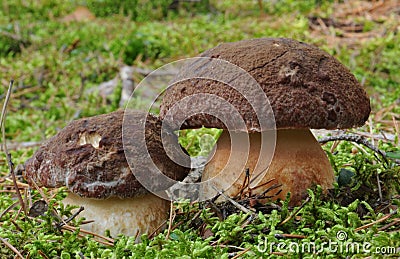 Pine bolete (Boletus pinophilus) Stock Photo