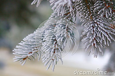 Pine bough covered in frost Stock Photo