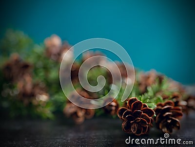 Pine bough with pine cones on black wood Stock Photo