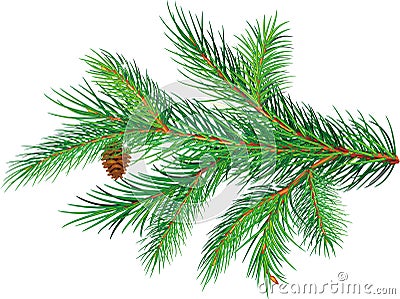 Pine branch Vector Illustration