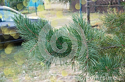 Pine branch on a blurry background, summer background highlights Stock Photo