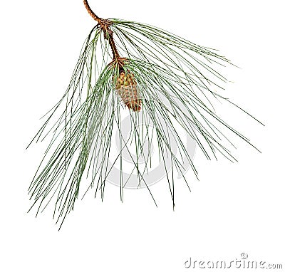Pine branch with cone Stock Photo