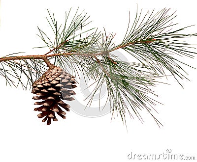 Pine branch with cone Stock Photo