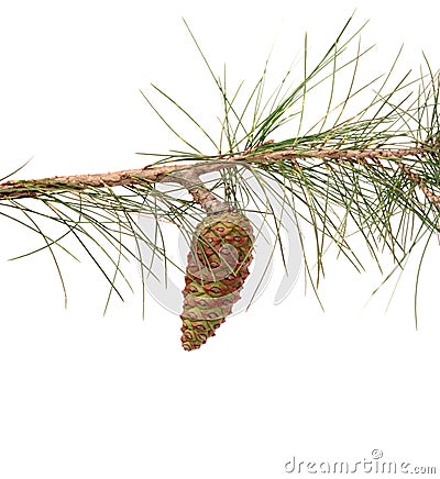 Pine branch with cone Stock Photo