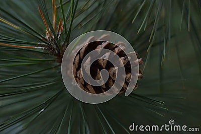 Big beautiful pine cone on a branch Stock Photo