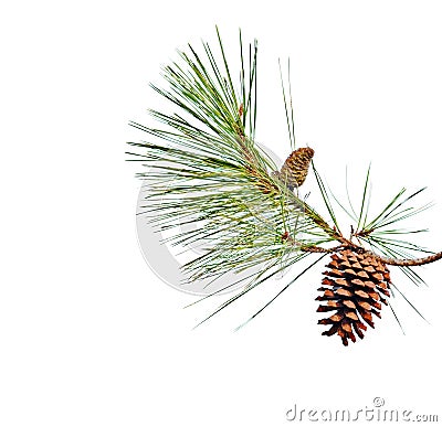 Pine branch with cones Stock Photo