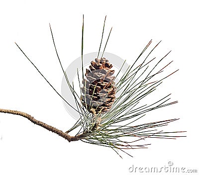 Pine branch with cones on white background Stock Photo