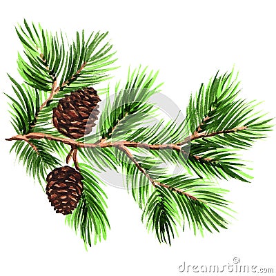 Pine branch with cones on a white background Stock Photo