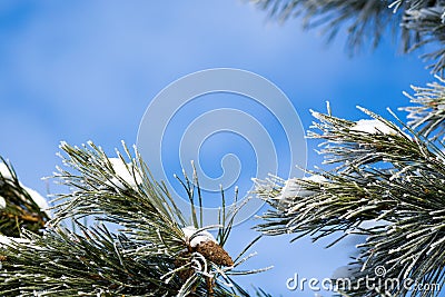 Pine branch covered with snow against the blue sky. Template. Postcard Stock Photo