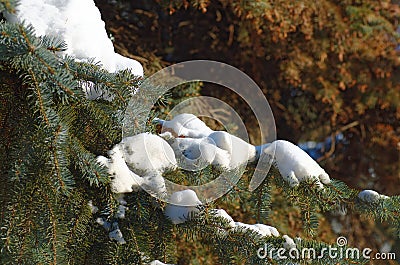 Pine branch Stock Photo