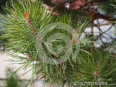 Pine branch growing in the park in close view Stock Photo