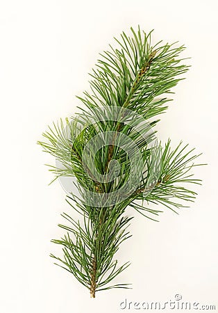 Pine branch isolated on white background Stock Photo