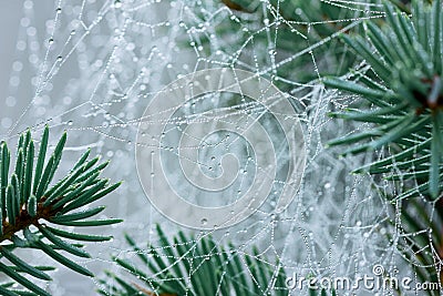 Pine branch with spider web or cobweb with water drops Stock Photo