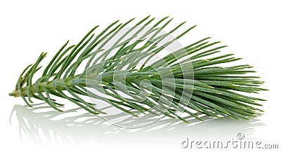 Pine branch Stock Photo